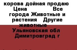 корова дойная продаю › Цена ­ 100 000 - Все города Животные и растения » Другие животные   . Ульяновская обл.,Димитровград г.